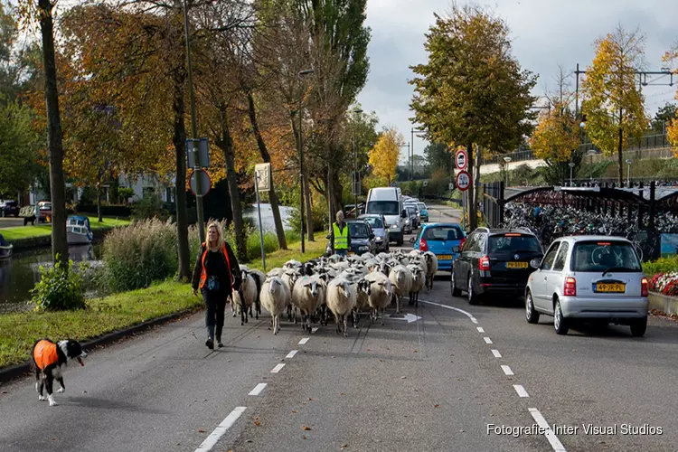 Schapen doorkruisen Heemstede en leggen verkeer stil om te grazen