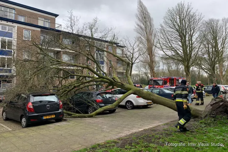 Boom op auto in Van Moerkerkenstraat