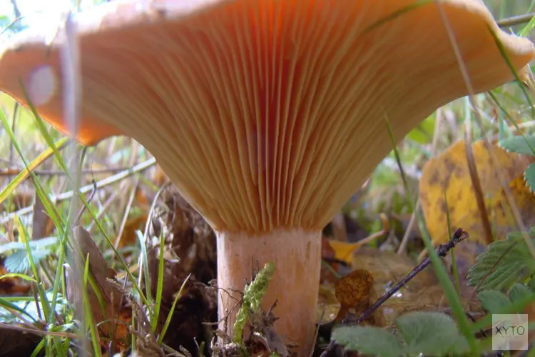 Paddenstoelen in wandelbos Groenendaal