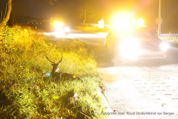 Weer hert aangereden op Zeeweg Overveen