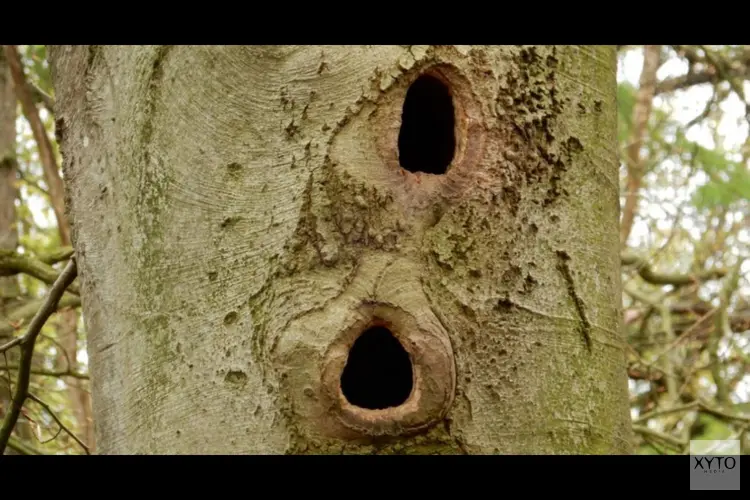 Dierensporen en Vogels Koningshof