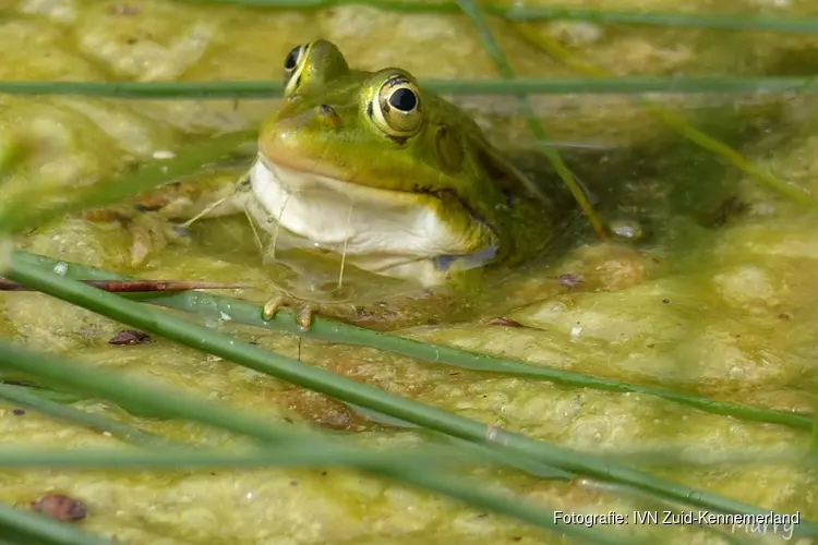 Diersporen, waterbeestjes en bodemdiertjes