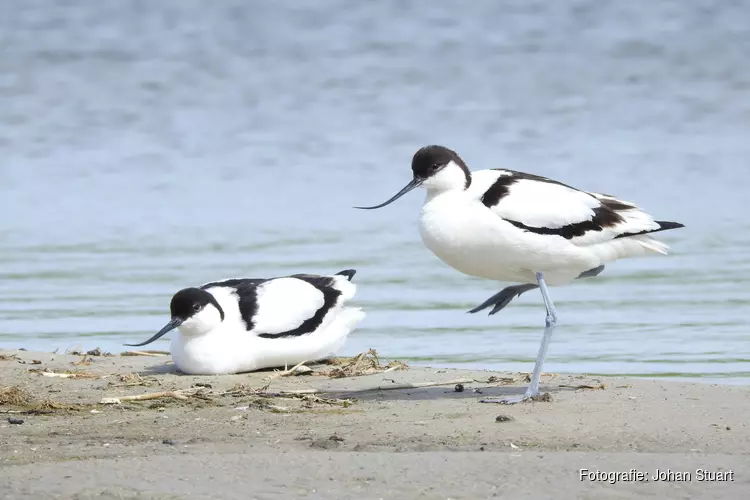 Vogels kijken rond het Landje van Gruijters