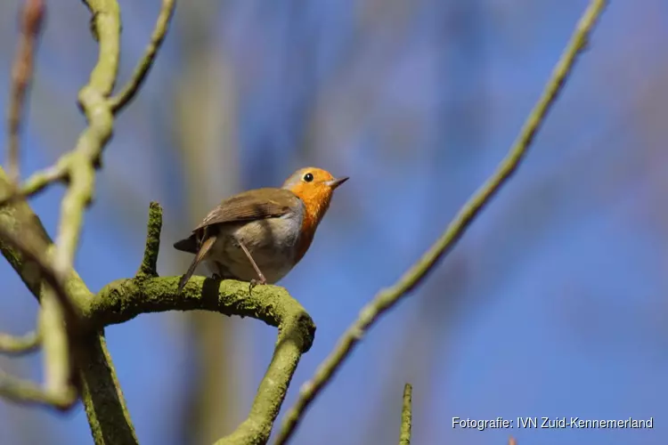 Zondag 12 maart Vogelzang op Leyduin