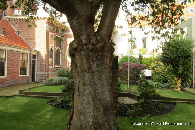 Bomen in de oude binnenstad van Haarlem