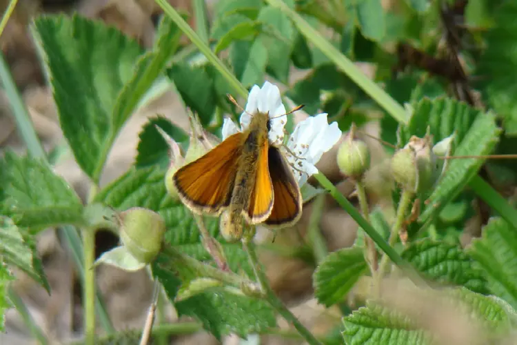 Vlinders in Middenduin