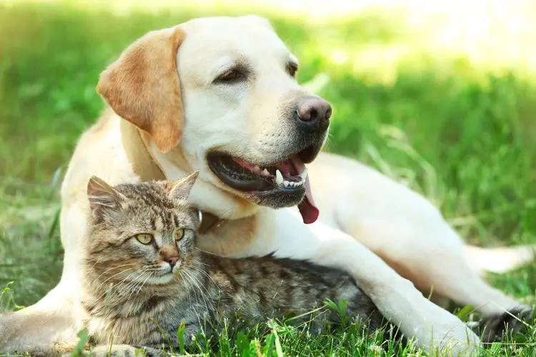 Meer dan 50% van de chips bij honden en katten is niet juist geregistreerd