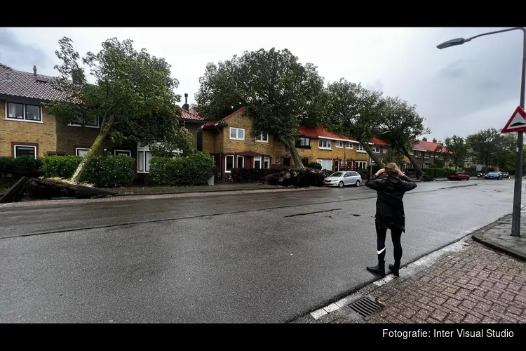 Drie grote bomen op een rij omgewaaid